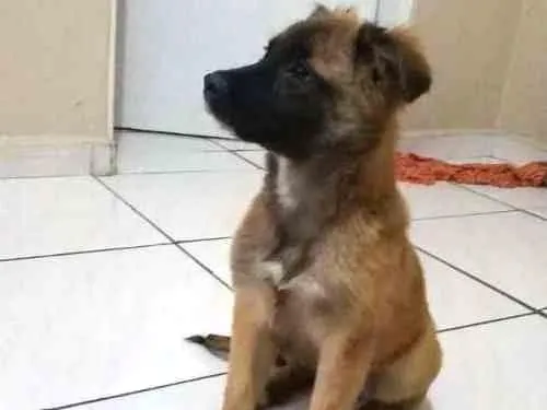 Cachorro ra a srd idade 2 a 6 meses nome  mimi