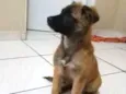 mimi