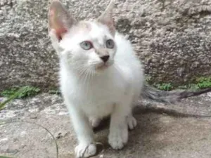 Gato raça  idade 2 a 6 meses nome Japones