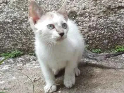 Gato ra a  idade 2 a 6 meses nome Japones