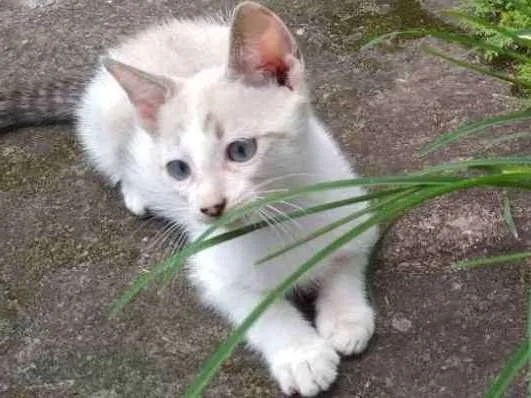 Gato ra a  idade 2 a 6 meses nome Chorão
