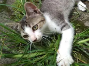 Gato raça  idade 2 a 6 meses nome Pipoca