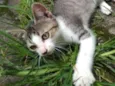 Pipoca