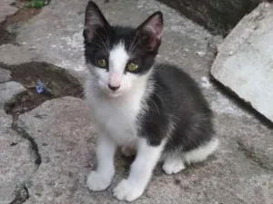 Gato raça  idade 2 a 6 meses nome Frajola