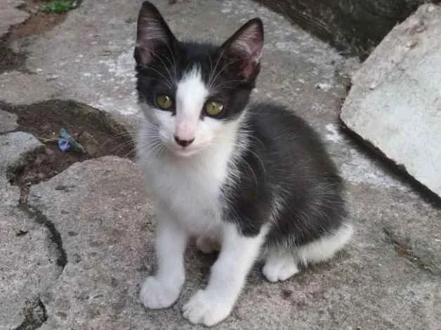 Gato ra a  idade 2 a 6 meses nome Frajola