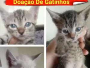 Gato raça  idade 2 a 6 meses nome Filhotinhos