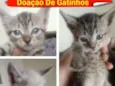 Filhotinhos