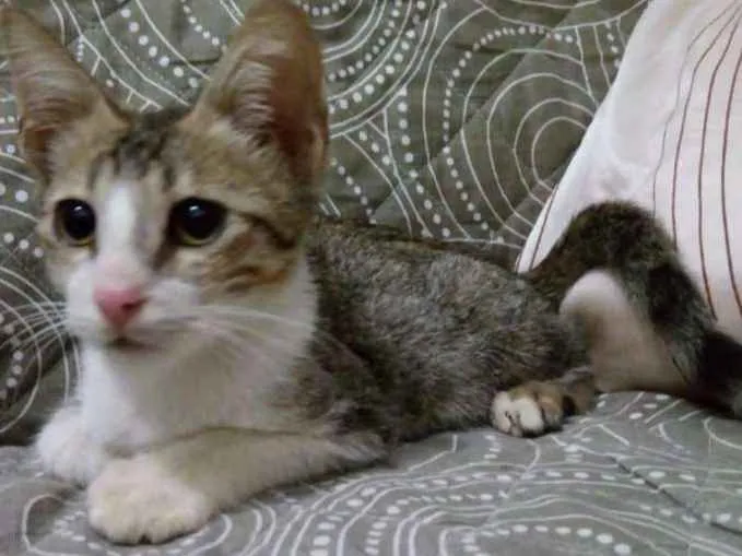 Gato raça SRD idade 2 a 6 meses nome Ragnar