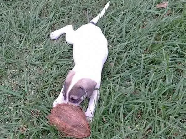 Cachorro ra a Viralata idade 2 a 6 meses nome Nino