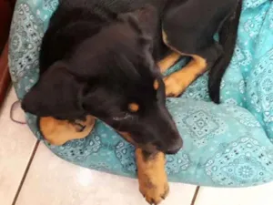 Cachorro raça Virá lata com rotvailer  idade 2 a 6 meses nome Ainda não tem