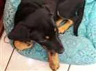 Cachorro raça Virá lata com rotvailer  idade 2 a 6 meses nome Ainda não tem