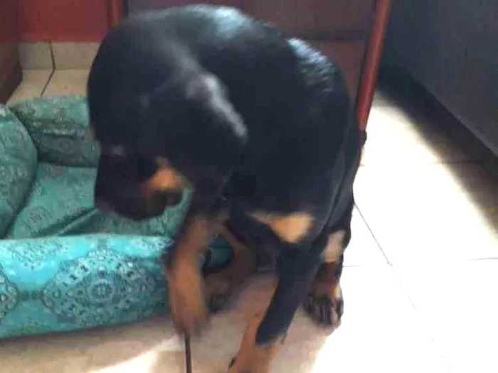 Cachorro ra a Virá lata com rotvailer  idade 2 a 6 meses nome Ainda não tem