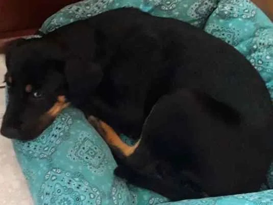 Cachorro ra a Virá lata com rotvailer  idade 2 a 6 meses nome Ainda não tem