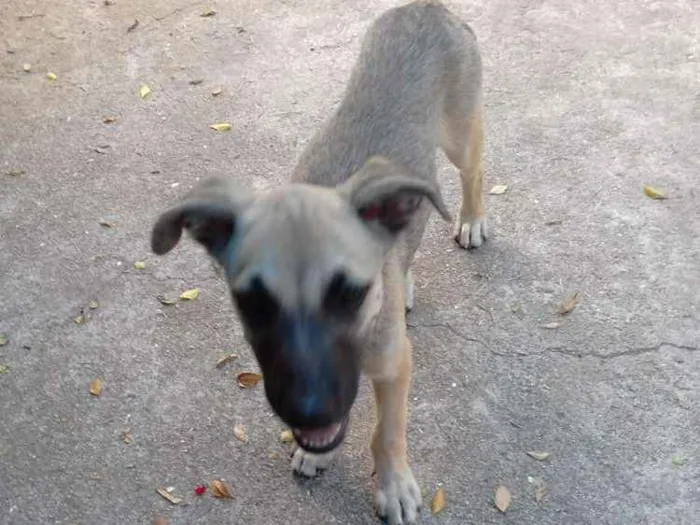 Cachorro ra a Viralata idade 2 a 6 meses nome Dumbo