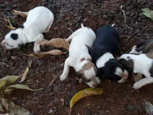 Cachorro raça Raça não definida idade 2 a 6 meses nome Definir