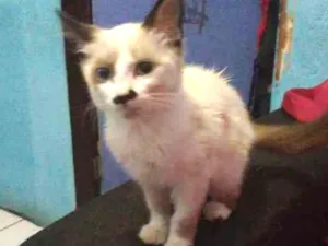 Gato raça SRD  idade 2 a 6 meses nome Mel, Luna e Mia