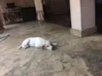 Toby