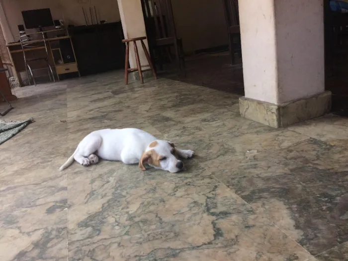 Cachorro ra a Sem Raça Definida idade 2 a 6 meses nome Toby