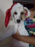 Toby