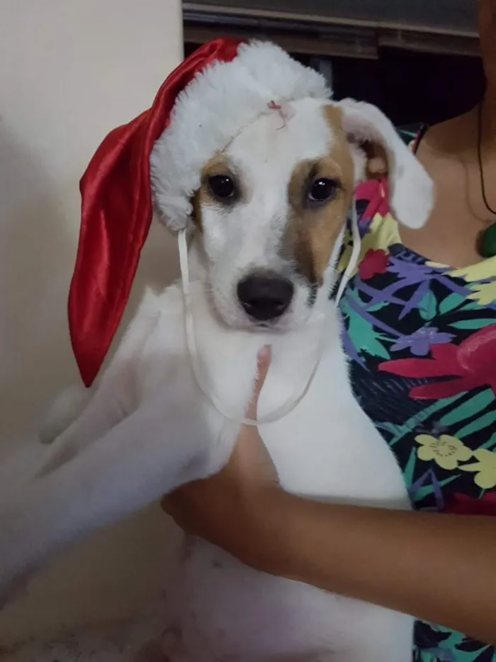 Cachorro ra a Sem Raça Definida idade 2 a 6 meses nome Toby