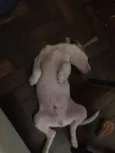 Toby