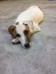 Toby