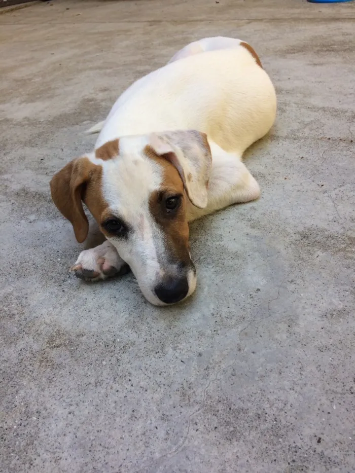 Cachorro ra a Sem Raça Definida idade 2 a 6 meses nome Toby