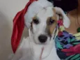 Toby