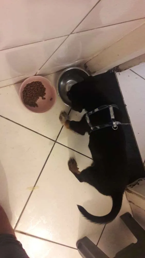 Cachorro ra a Vira lata idade 2 a 6 meses nome Juaghed 