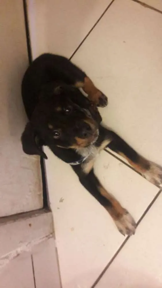 Cachorro ra a Vira lata idade 2 a 6 meses nome Juaghed 