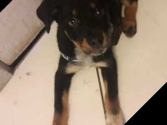 Cachorro ra a Vira lata idade 2 a 6 meses nome Juaghed 