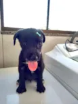 Anjinhos abandonados