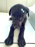 Anjinho abandonado
