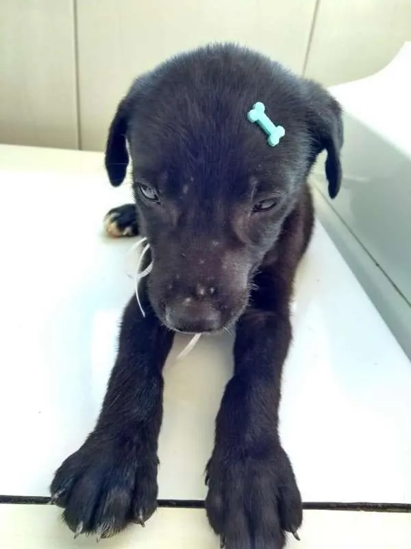 Cachorro raça SRD idade 2 a 6 meses nome Anjinho abandonado