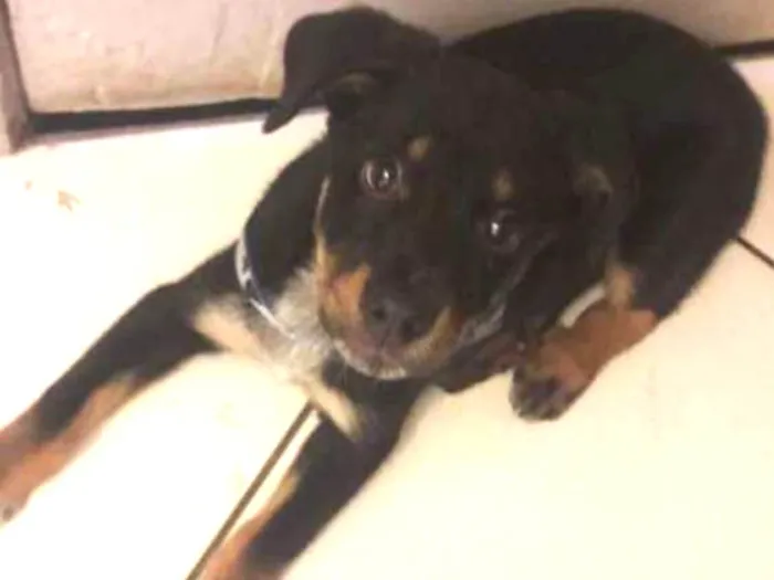Cachorro ra a Vira lata idade 2 a 6 meses nome Juaghed 