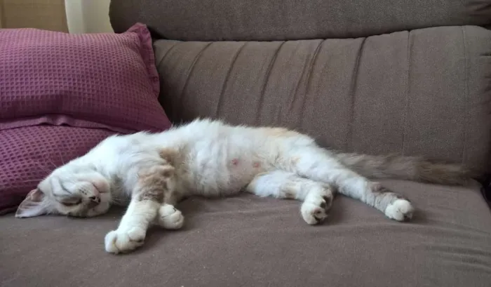 Gato raça Indefinida idade 1 ano nome Lua 