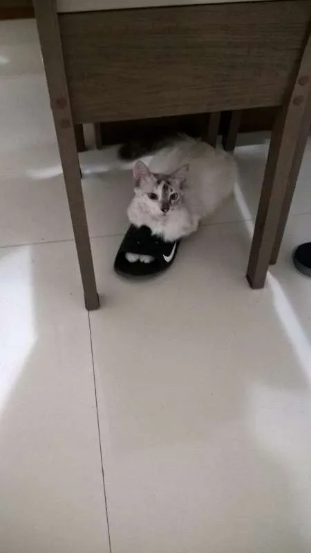 Gato raça Indefinida idade 1 ano nome Lua 