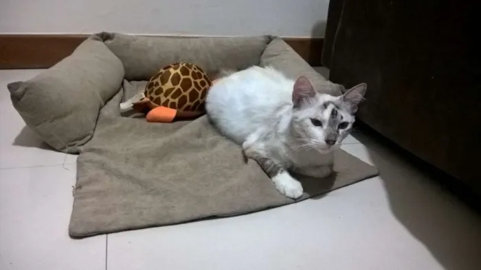 Gato raça Indefinida idade 1 ano nome Lua 