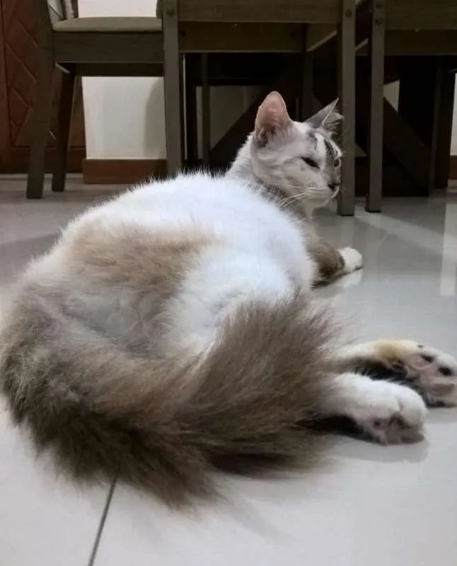 Gato raça Indefinida idade 1 ano nome Lua 