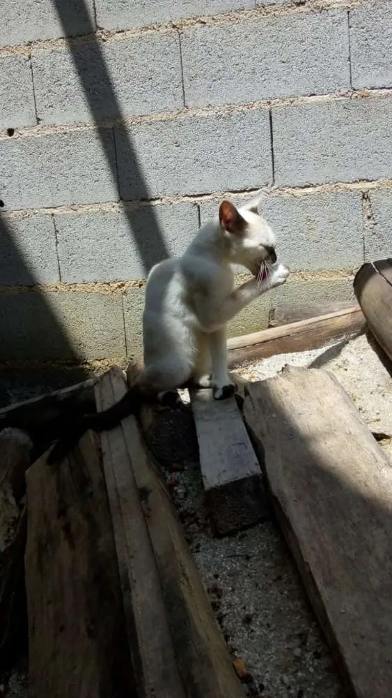 Gato ra a Não sei lisa idade 2 a 6 meses nome Não tem
