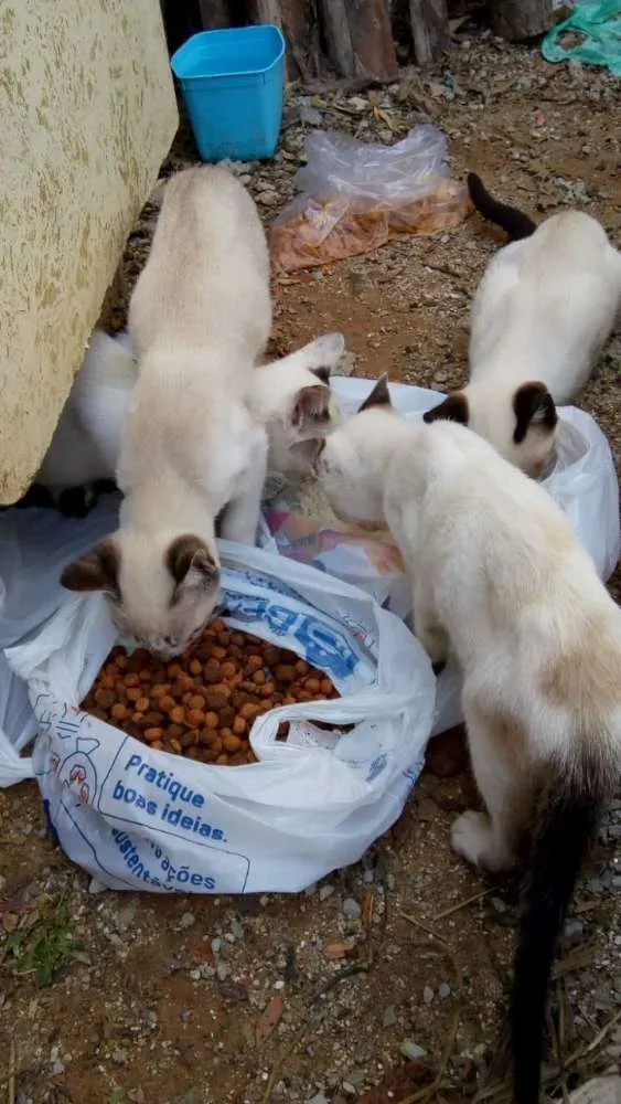 Gato ra a Não sei lisa idade 2 a 6 meses nome Não tem