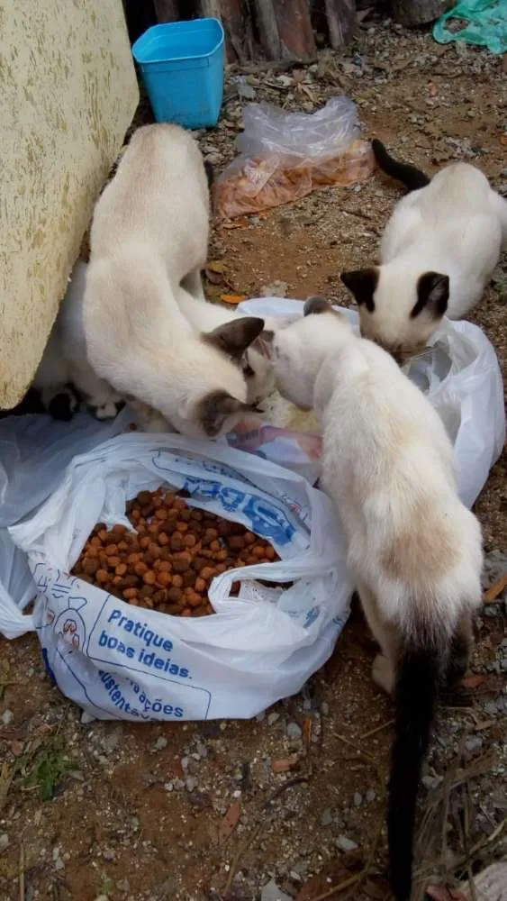 Gato ra a Não sei lisa idade 2 a 6 meses nome Não tem