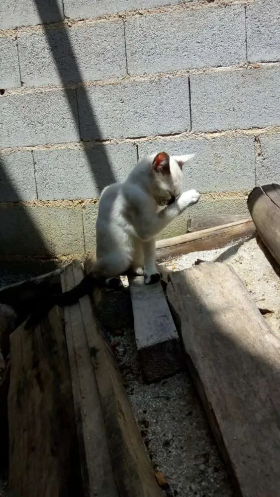 Gato ra a Não sei lisa idade 2 a 6 meses nome Não tem
