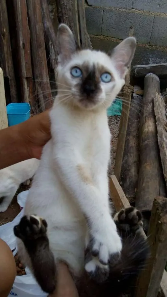 Gato ra a Não sei lisa idade 2 a 6 meses nome Não tem