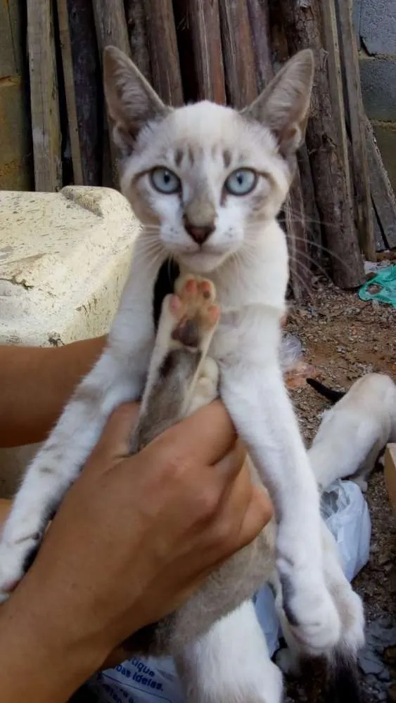 Gato ra a Não sei lisa idade 2 a 6 meses nome Não tem
