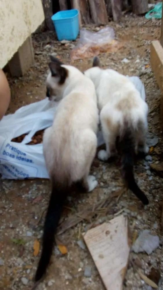 Gato ra a Não sei lisa idade 2 a 6 meses nome Não tem