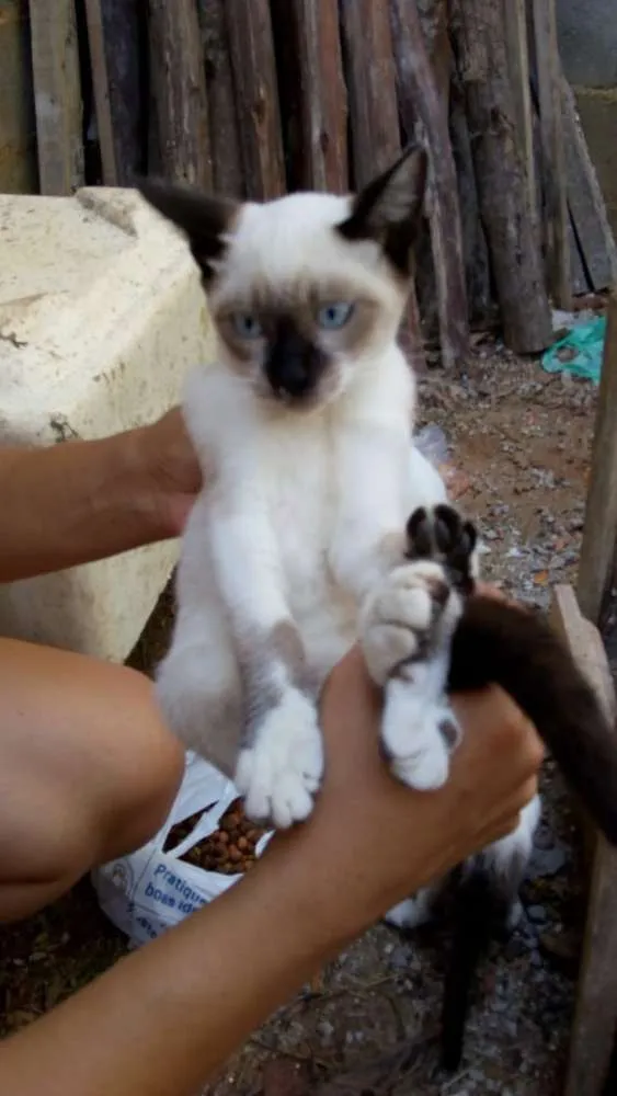 Gato ra a Não sei lisa idade 2 a 6 meses nome Não tem
