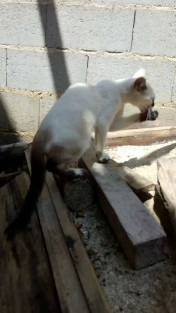 Gato ra a Não sei lisa idade 2 a 6 meses nome Não tem