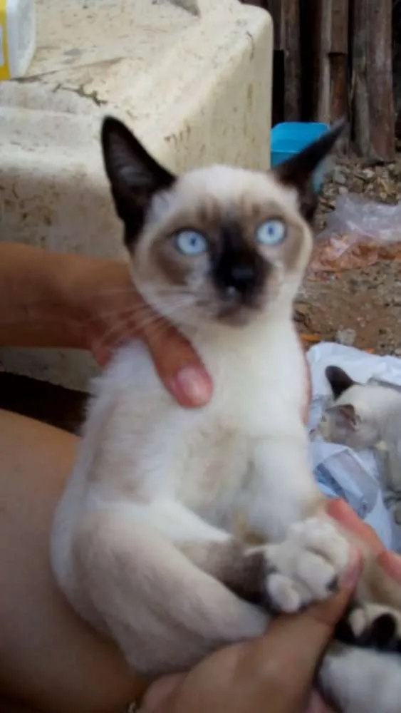 Gato ra a Não sei lisa idade 2 a 6 meses nome Não tem