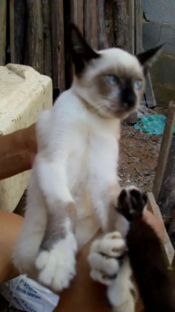 Gato ra a Não sei lisa idade 2 a 6 meses nome Não tem